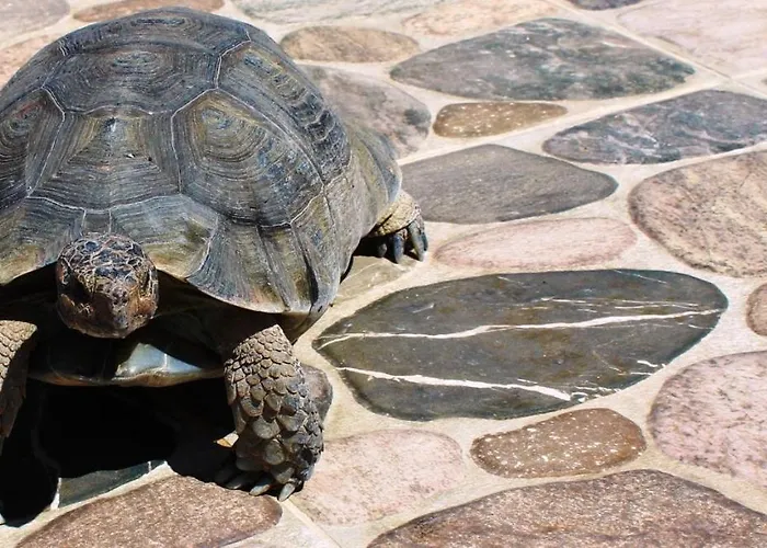 Casa de Férias Nelleas *